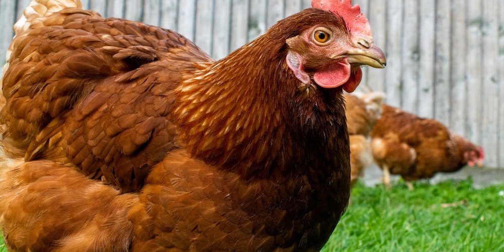 Эстонская курица или импорт: выбор продукта – за покупателем, для которого главным критерием чаще всего является цена. 