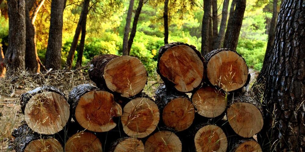 Почему на дрова такие высокие цены, и можно ли нарубить их самостоятельно