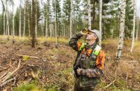 Эстонские государственные леса – какие они?