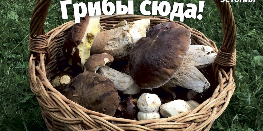 Кто же победил в фотоконкурсе «МК-Эстонии» и RMK «Грибы сюда»?