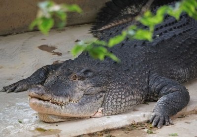 В Таллиннском зоопарке умер 61-летний гребнистый крокодил Ванамеэс