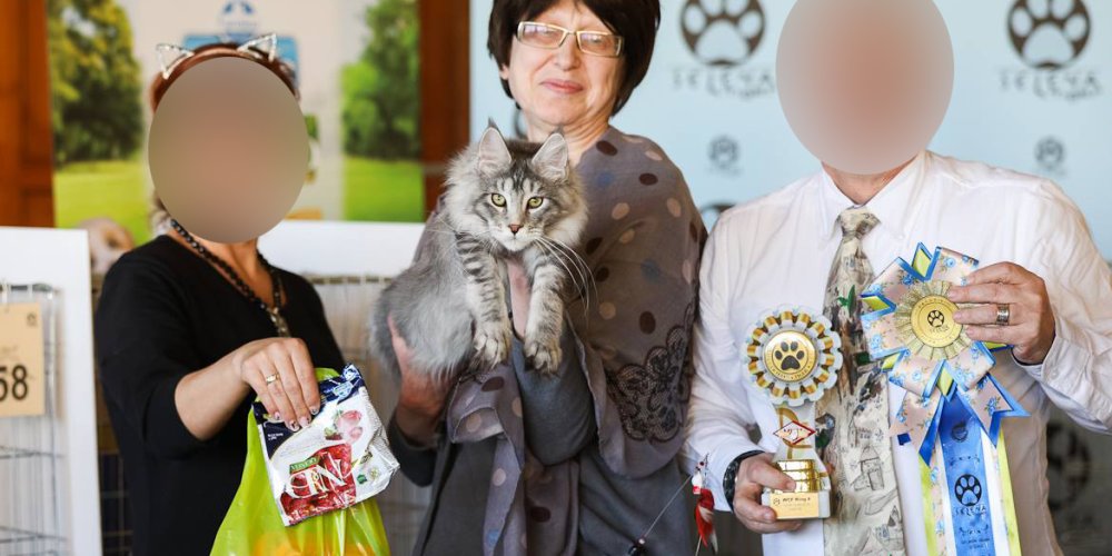 Начинала хорошо: коты Ирины раньше действительно участвовали в выставках и занимали призовые места. Но потом что-то пошло не так. 