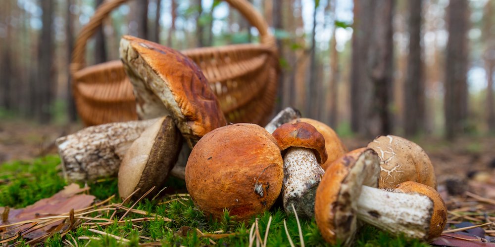 10 грибных удовольствий: каким способом заготовить грибы на зиму?