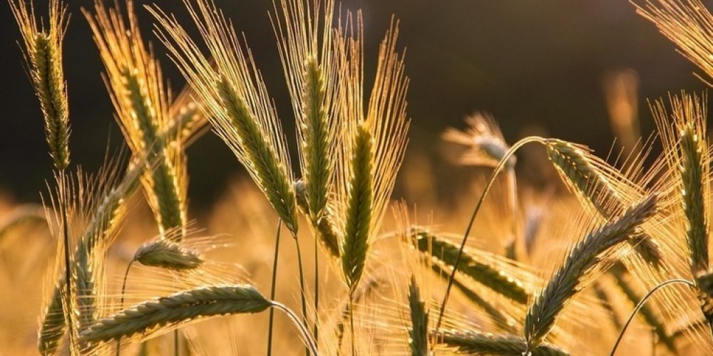 Пшеница заметно подорожала после выхода России из зерновой сделки