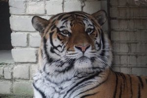 В субботу дети смогут посетить зоопарк бесплатно