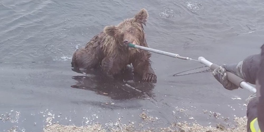 Спасатели вытащили из воды двух медвежат