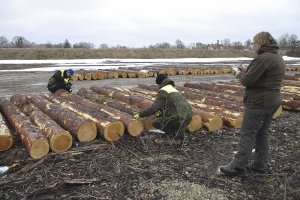 В любую погоду – зачем замеряют древесину