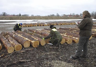 В любую погоду – зачем замеряют древесину