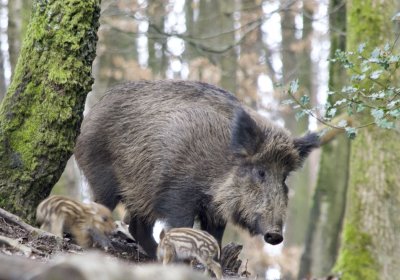 Африканская чума свиней вновь угрожает Эстонии