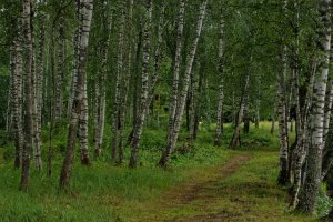 Таллинн построит тротуары на месте вытоптанных тропинок