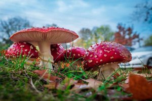 Микродозинг приводит к фатальным последствиям