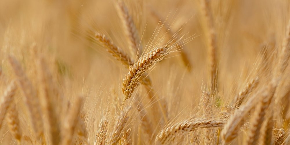 Пшеница начала дорожать после отказа Москвы продлевать зерновую сделку