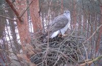 Ястребы-тетеревятники Рууди и Алла начали вить гнездо (веб-камера)