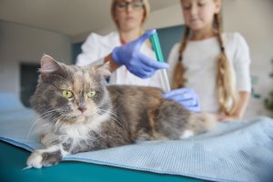 Преступление ради любимца: владельцы котов вынуждены приобретать нелицензионные лекарства от FIP, иначе их питомцам грозит смерть.