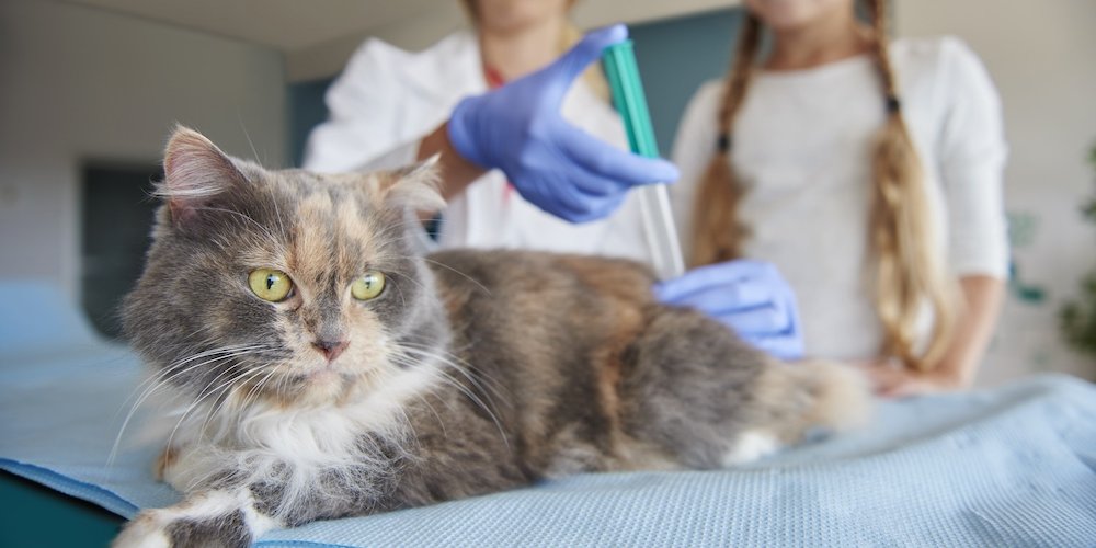 Преступление ради любимца: владельцы котов вынуждены приобретать нелицензионные лекарства от FIP, иначе их питомцам грозит смерть.