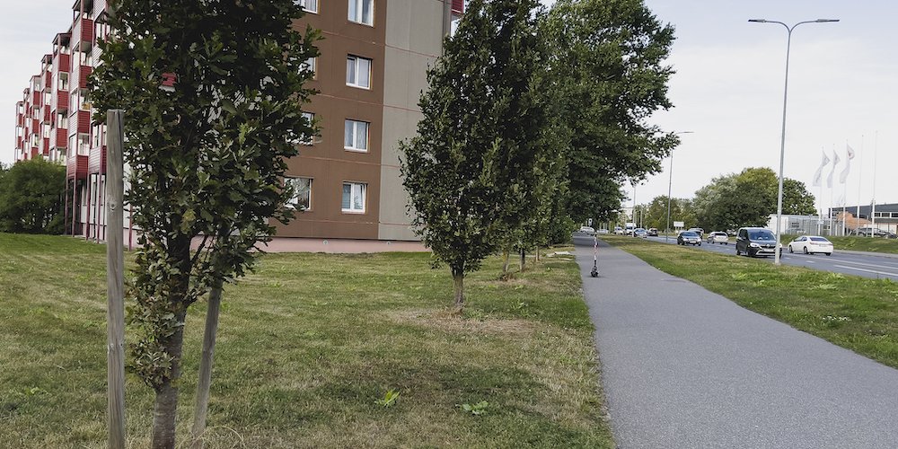 В этом году Таллинн посадит дерево в честь каждого новорожденного