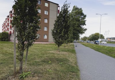 В этом году Таллинн посадит дерево в честь каждого новорожденного