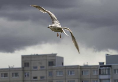Таллиннские спасатели спасли чайку и летучую мышь
