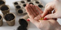 Разрешено ли провозить в Эстонию семена и каким может быть наказание?