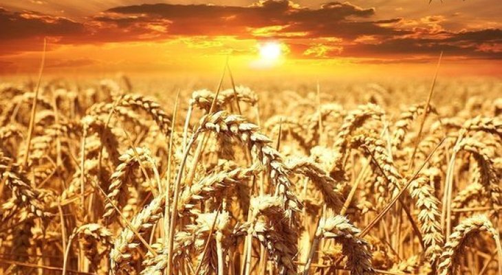 Эксперт предрек миру в 2023 году «величайший голод в истории»