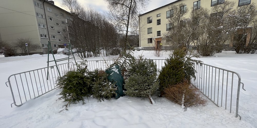 В Таллинне открыты пункты бесплатного сбора новогодних елок