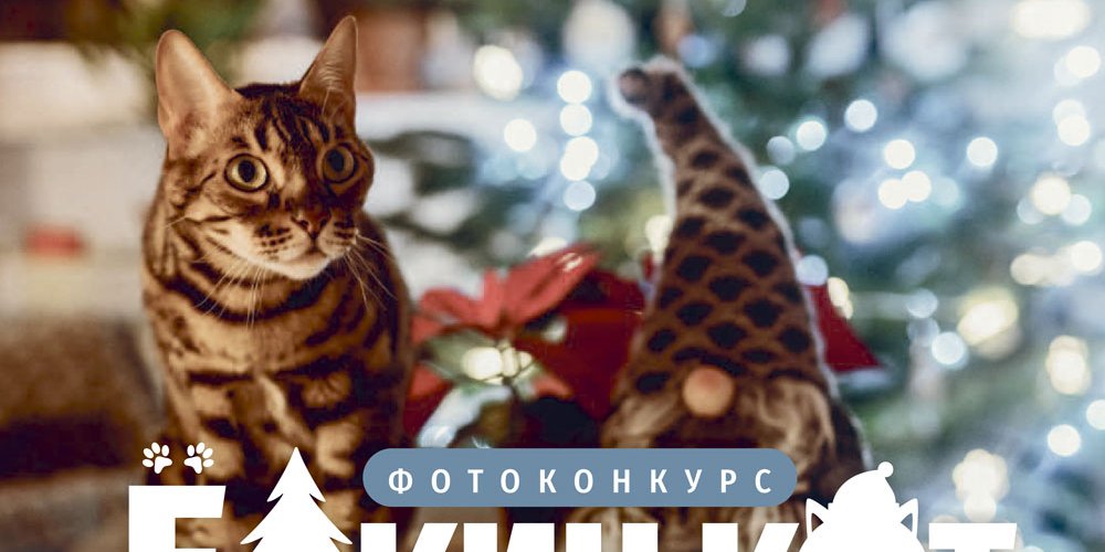 Фотоконкурс: &quot;Ёлкин кот&quot;: принимайте участие и выигрывайте призы!