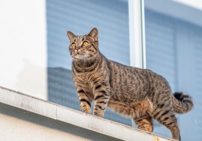 Кошки на окошке: как уберечь усатого от опасностей в сезон открытых окон?