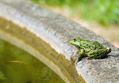 Город улучшит условия размножения лягушек в Астангу