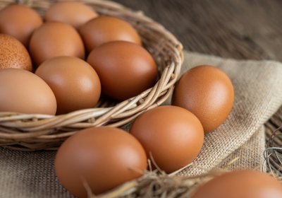 Защитники животных: покупайте к Пасхе яйца от свободно выгуливаемых кур-несушек