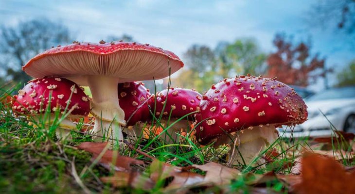 Отрава или лекарство: стоит ли применять мухоморы как лекарственное снадобье?