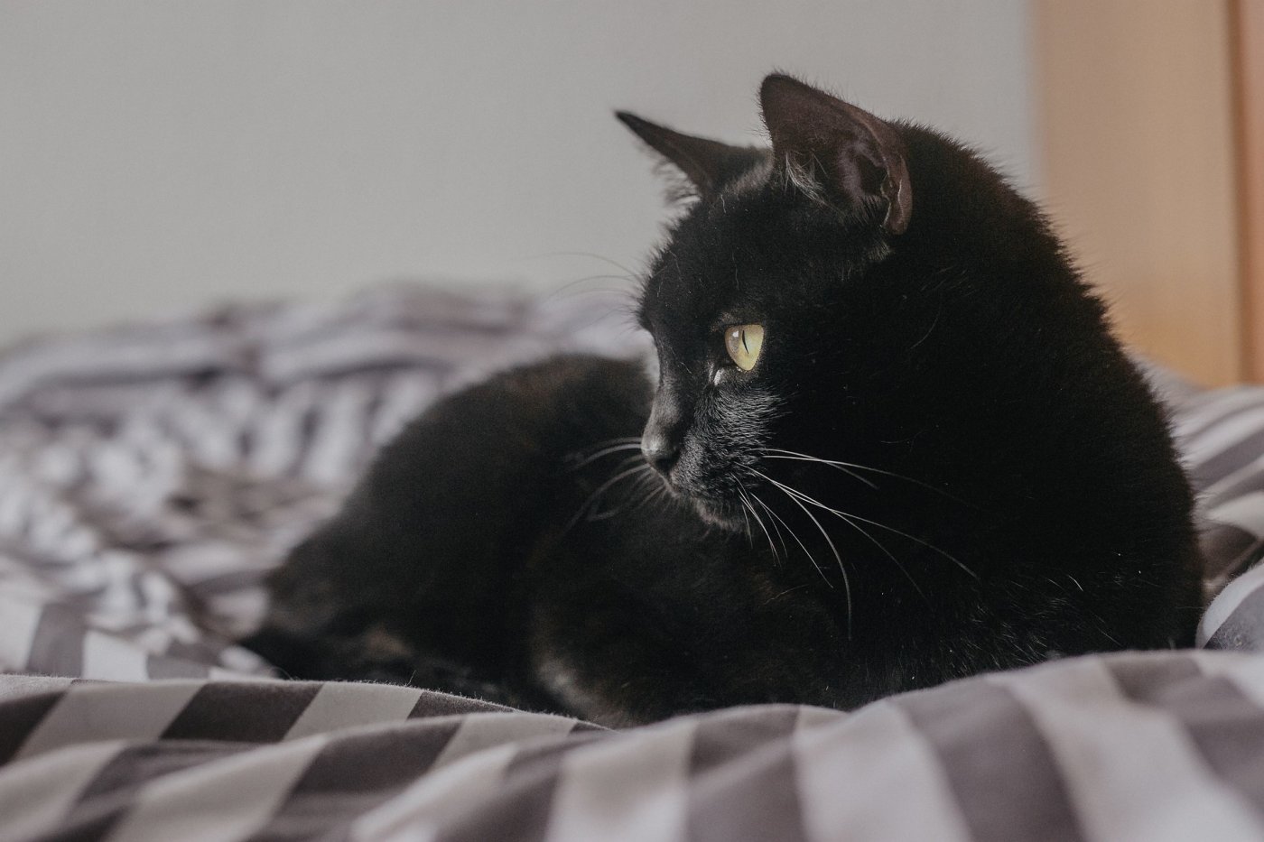Плохая примета: откуда взялось поверье о черной кошке