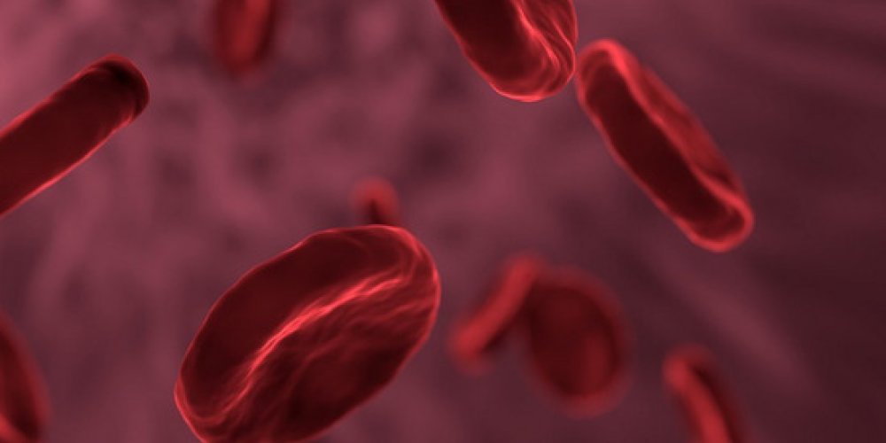 Выращенные клетки крови впервые ввели добровольцам в Великобритании