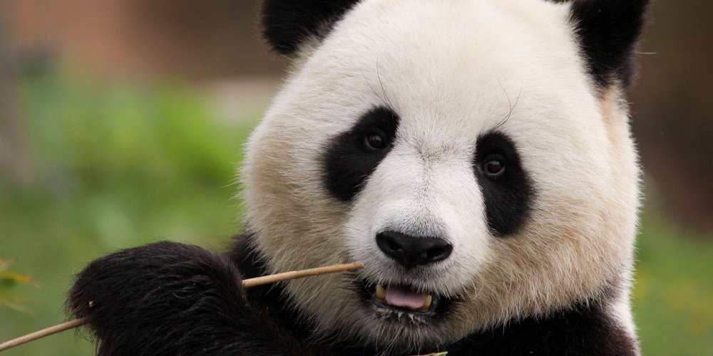 Китай заберет всех панд из зоопарков США