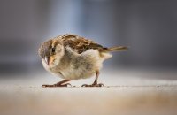 Спасатели сняли лобовое стекло автомобиля и выпустили оказавшегося внутри воробья