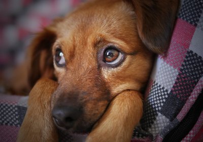 В Эстонии участились случаи заражения собак сердечным червем