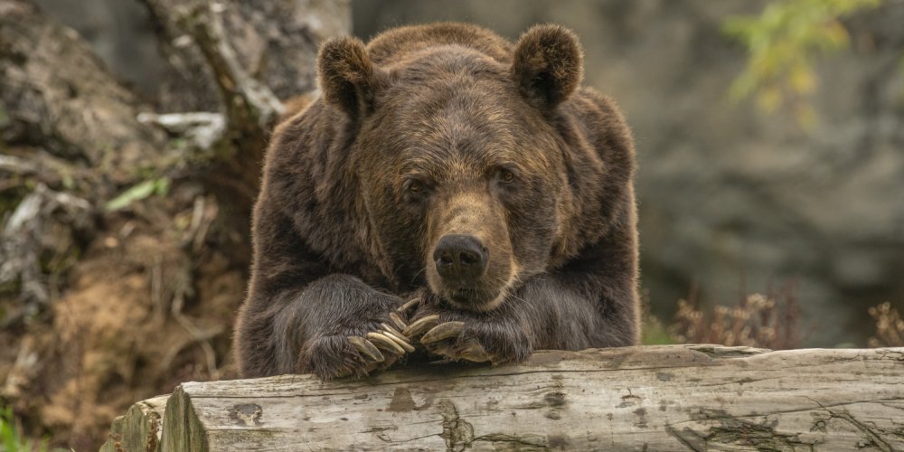 В районе Нымме замечен медведь