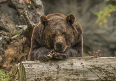 В районе Нымме замечен медведь