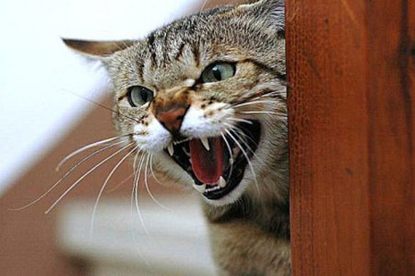 Звук раздражающий котов. Злая кошка. Злой котенок. Кот ругается. Смешная бешеная кошка.