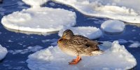 Март был теплее среднестатистического