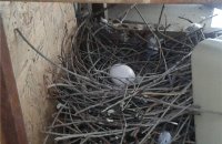 В богатых птицами лесах Эстонии начался гнездовой покой