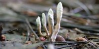 PNAS: глобальное потепление сделает грибки опасными для людей