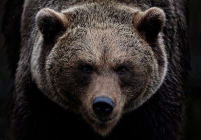 Женщина выжила после нападения черного медведя