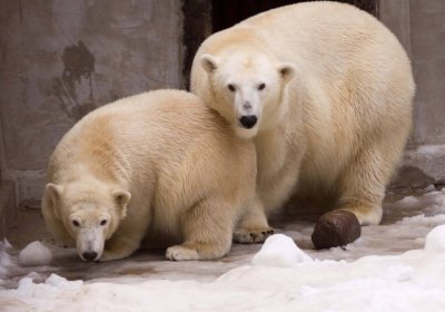 Таллиннский зоопарк приглашает отметить Международный день полярного медведя