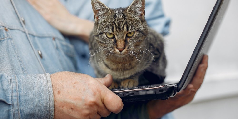 6 приборов, которые нужно выключать из розетки, если у вас есть животные