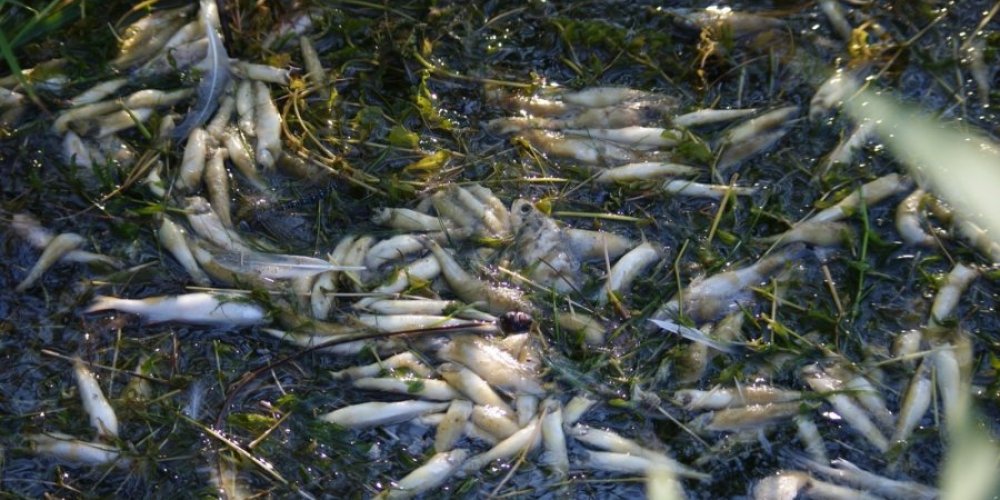 В результате загрязнения реки Умбузи в ней массово гибнет рыба
