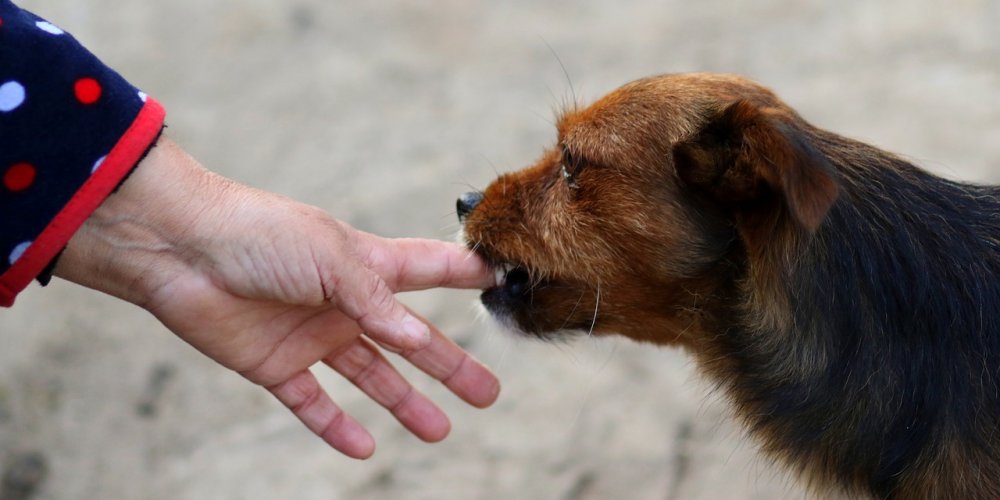 Полиция: Ужесточение наказаний для собаковладельцев - это не выход